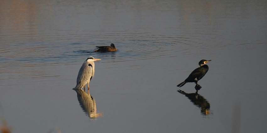 Fambong Lho Wildlife Sanctuary houses various kinds of birds , rendering a tranquil view to all the tourists.
