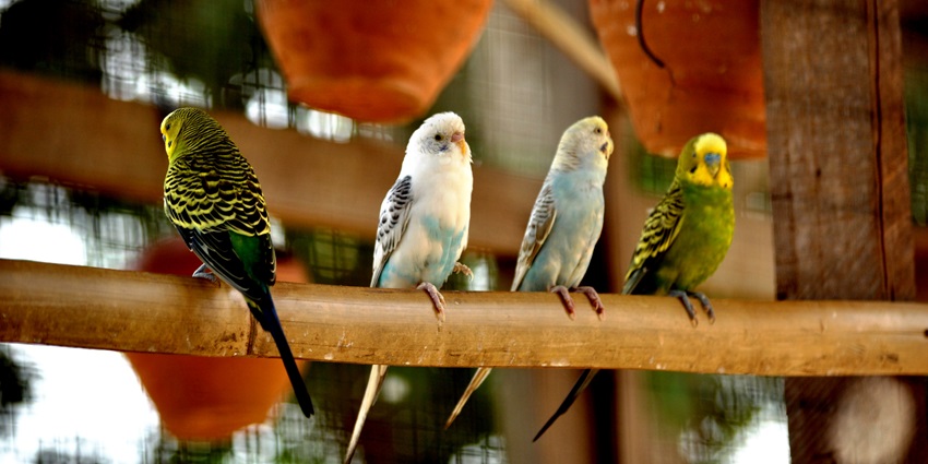Image of a beautiful group of Parrots sitting in a row—Jungle safari Singapore Zoo