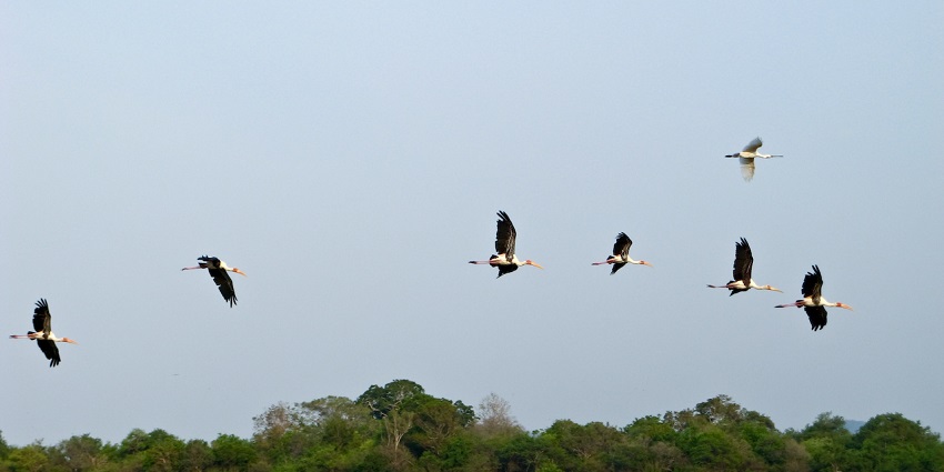 Scenic view of Minneriya National Park with lush greenery, a serene lake.