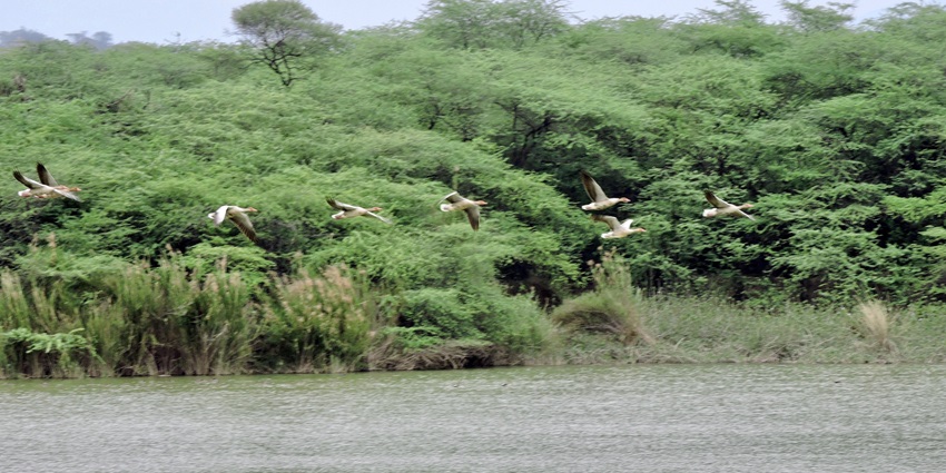 Wildlife watching, trekking, camping, are some of Rajparian wildlife sanctuary activities