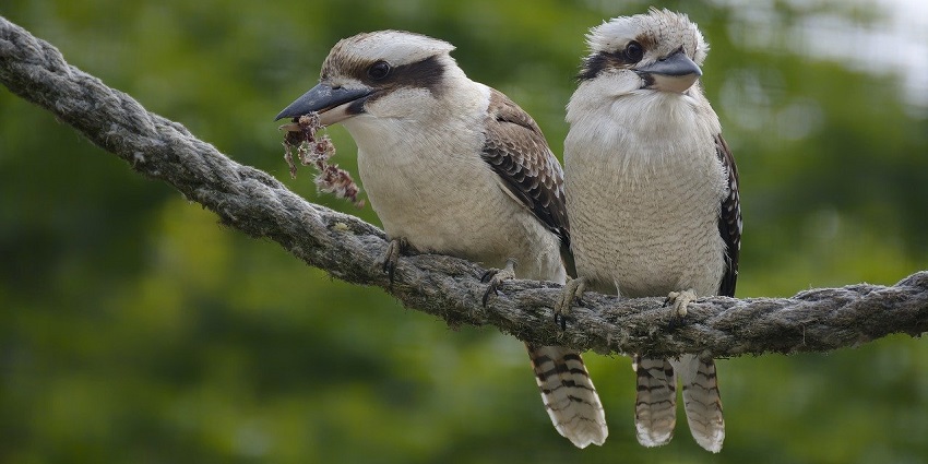 Colourful birds perched together in a zoo setting, showcasing their vibrant feathers.