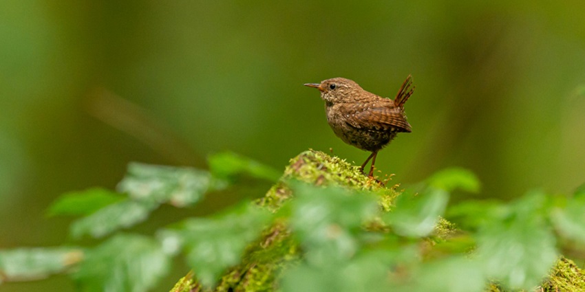 Spot beautiful rare birds and migratory birds at the Gumti Wildlife Sanctuary in Tripura