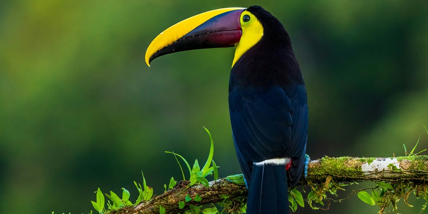 Bird-watching is one of the best things to do in Njandirukki Waterfalls in Kerala.