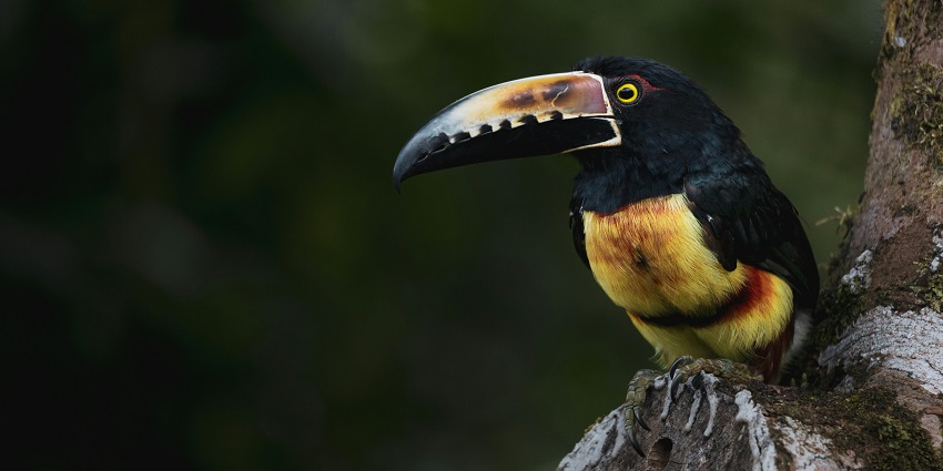 Snapshot of a beautiful Hornbill sitting on a bark in the Marat Longri Wildlife Sanctuary