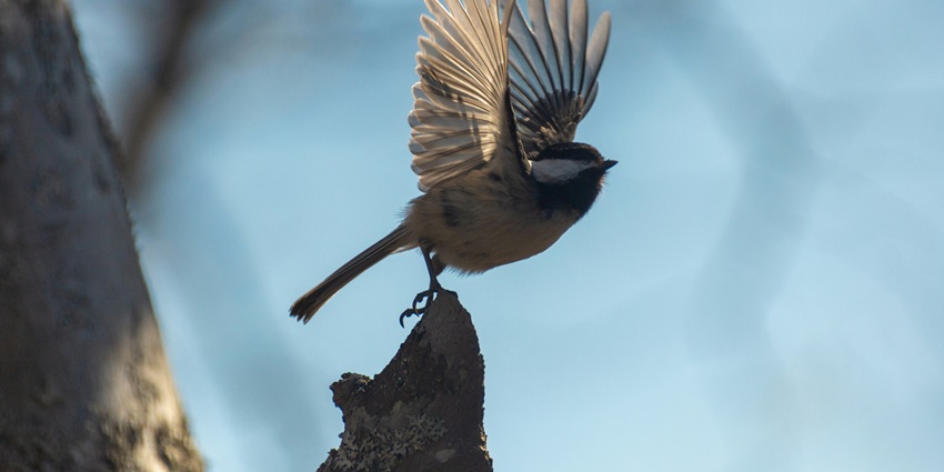 An image of a chickadee taking flight from a tree branch in the national park, Assam.