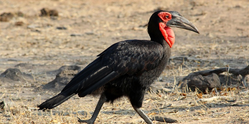 Close-up image of a beautiful walking hornbill in its natural habitat admits the forest