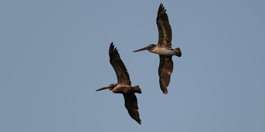 Image of the Two beautiful brown Pelicans soaring in the clear blue sky