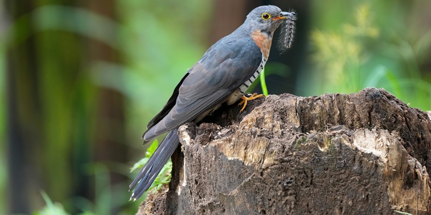 Snapshot of a beautiful cuckoo in the national park-Best Things to do in Kaziranga, Assam