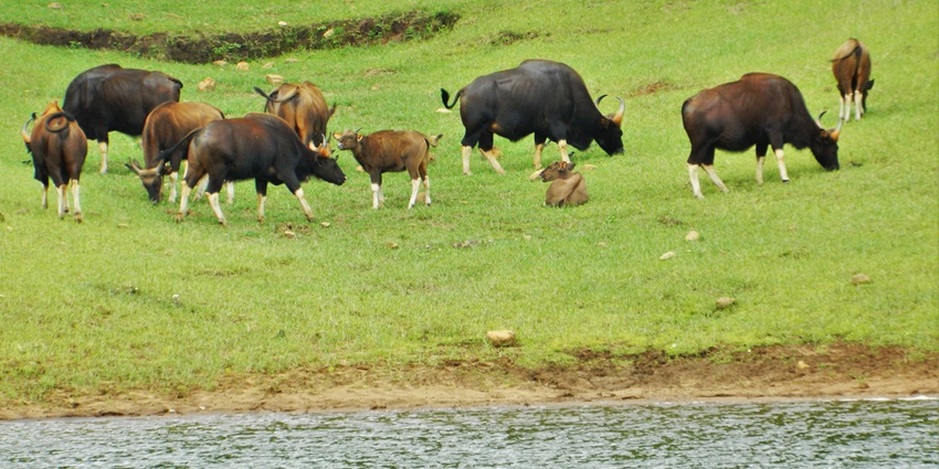 Indian Bison roaming in the lush fields, a sight for wildlife enthusiasts to capture