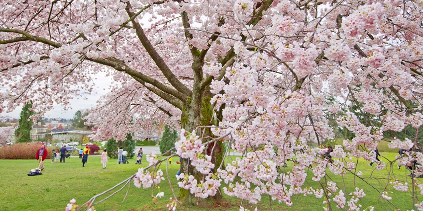 A picture of cherry blossom trees at a public park in Munnar