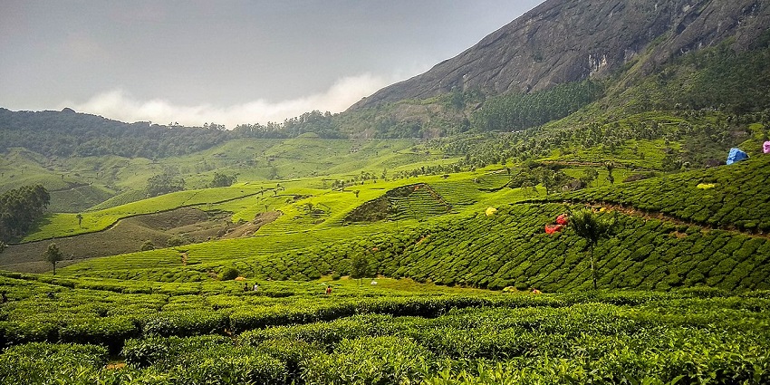 Unwind among the lush greenery gardens of the serene Blossom Park, Munnar, Kerala.