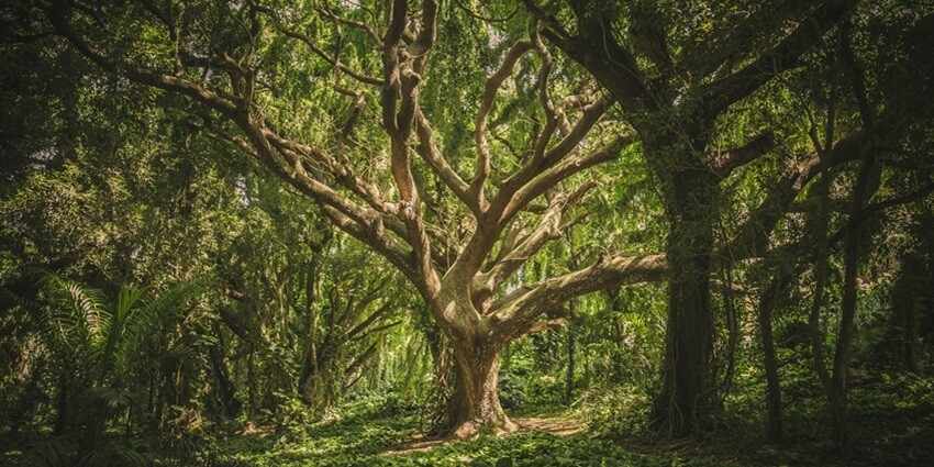 Scenic snapshot of a tree upon which sunlight is falling through the canopy in the forest