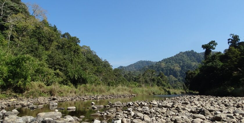 Borail Wildlife Sanctuary is a great natural reserve hidden in the lap of the state of Assam.