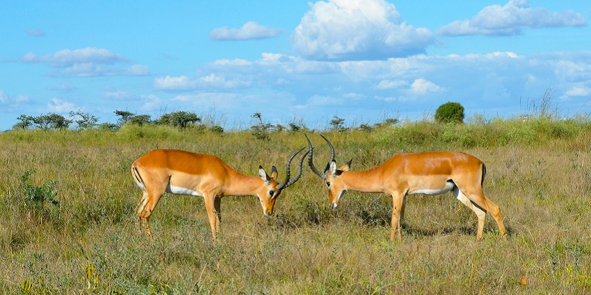 Two adorable deer spotted playing at the lush green grass field of Bornadi in Assam.