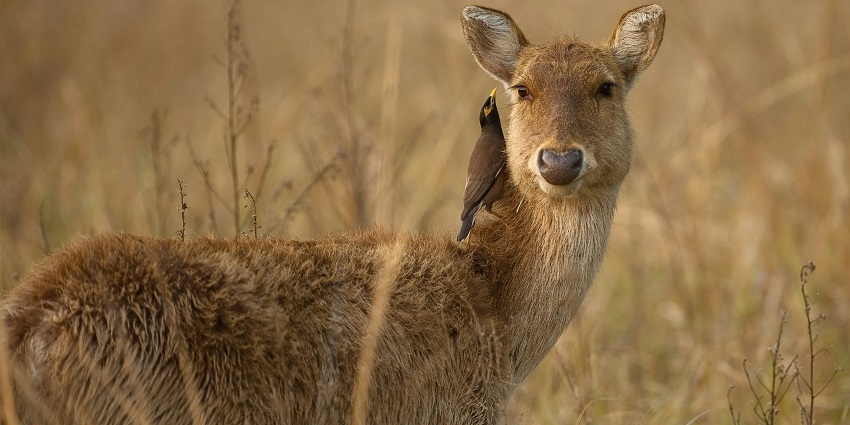 Bornadi Wildlife Sanctuary is one of the best wildlife sanctuaries in Assam to see deer.