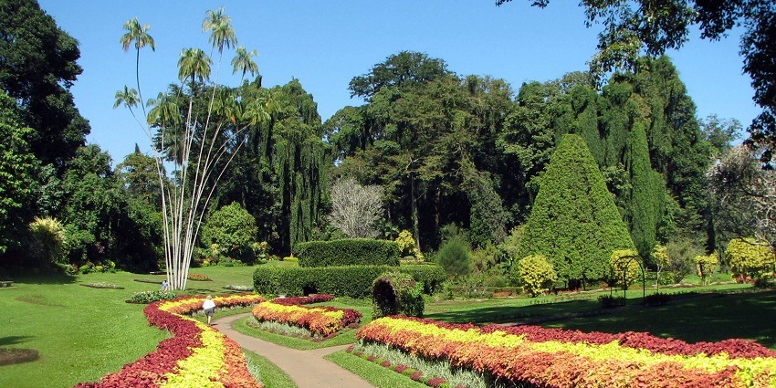 Scenic image of the Peradeniya garden which is the best idyllic places to visit in Kandy