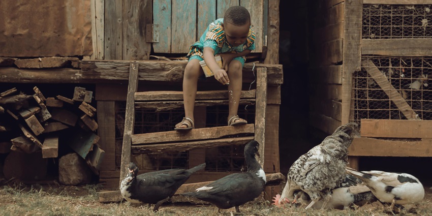 Boy feeding ducks at Buddy Barn, engaging with the friendly birds in a charming.