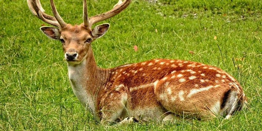 Brown deer sitting gracefully in a forest, with its elegant antlers and calm demeanour.
