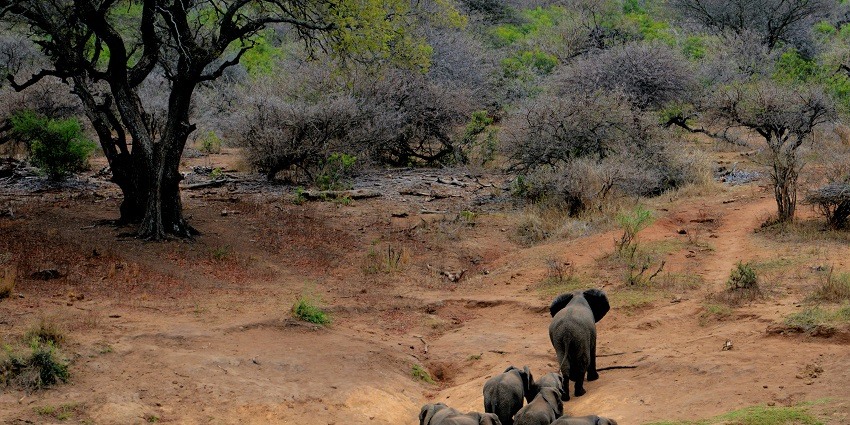 Beautiful image of a herd of elephants, passing through the dense and beautiful forest