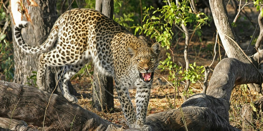 Leopards and other exotic animals are visible in this national park amidst the deep lush greenery.