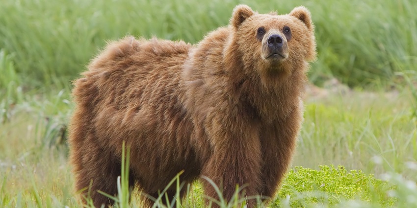 Snapshot of the majestic Himalayan brown bear in its natural habitat of the Kufri Zoo.