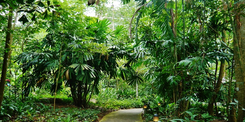 Image of green lush alluring Bukit Timah Nature Reserve in Singapore–Hiking in Singapore