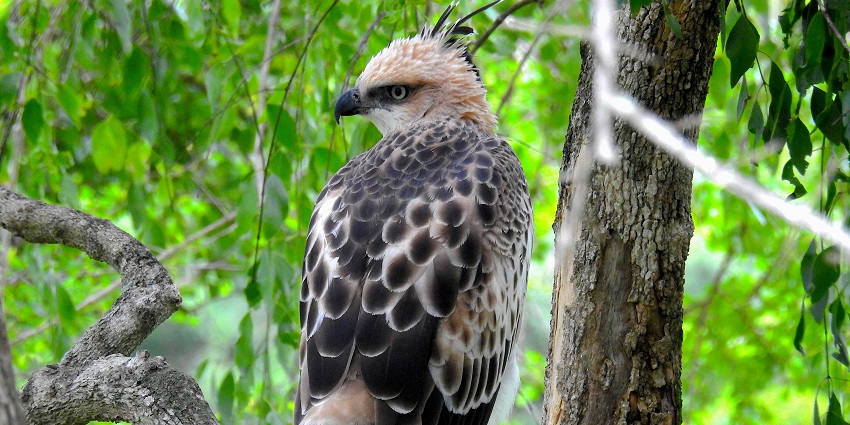 Bundala National Park offers an opportunity to spot various wildlife and bird species.