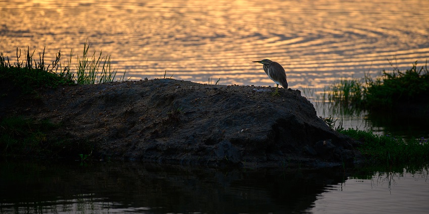 Bundala National Park is known for its nocturnal birds like nightjars and night owls