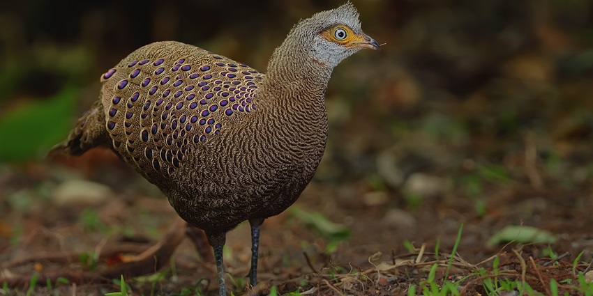 Grey peacock-pheasant with spotted grey-brown plumage and iridescent eye-spots