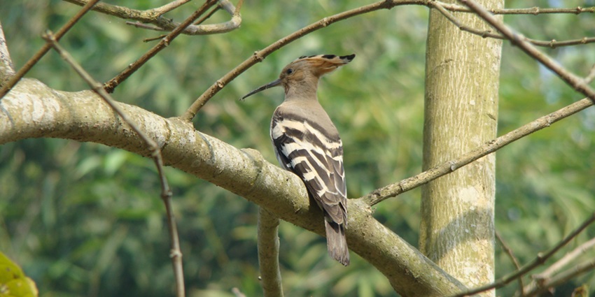 Bura Chapori Wildlife Sanctuary offers a natural habitat for several bird species.