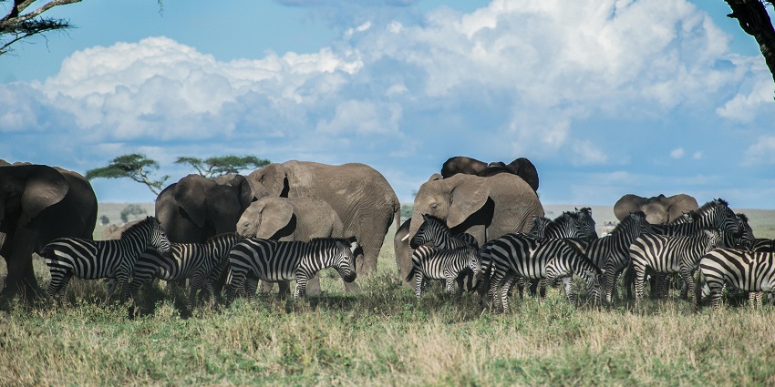 A herd of elephants and zebras playing together on the green fields of Bura Chapori.