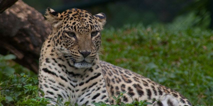 A leopard at Bura-Chapori Wildlife Sanctuary, one of the scenic Assam picnic places.