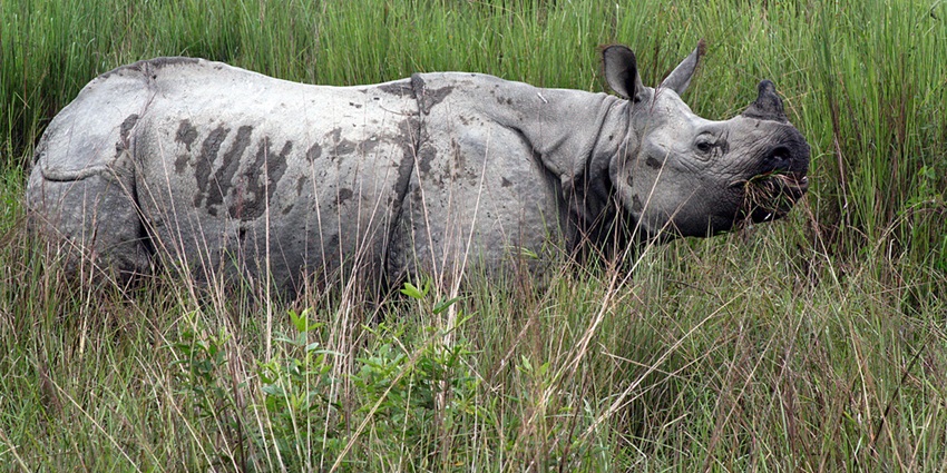 Picture of the Bura Chapori Wildlife Sanctuary one of the best places to visit in Tezpur