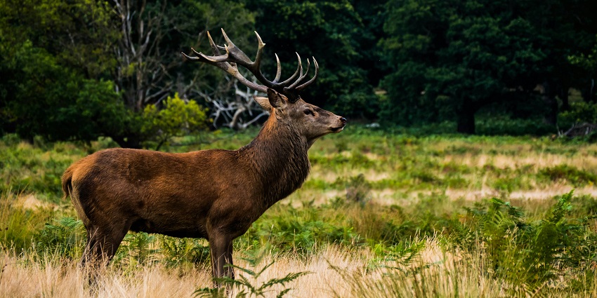 A view of a reindeer looking away from the camera in a Wildlife Sanctuary during the day.