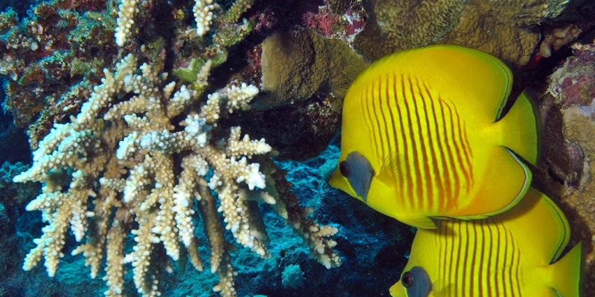 A beautiful view of yellow and blue fish swimming underwater amidst coral reefs.
