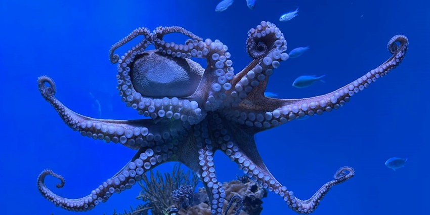 Busy Burro is one of the ideal destinations for scuba diving in Neil Island for all.