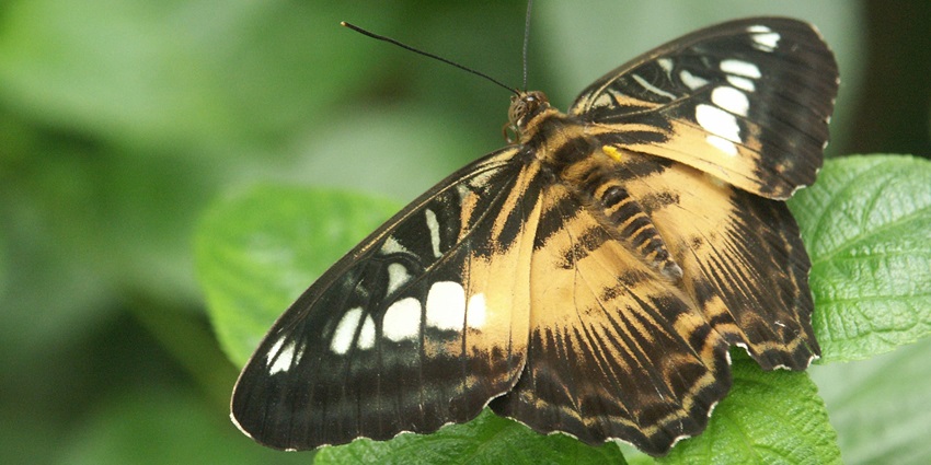 A butterfly resting on a green leaf in a farm