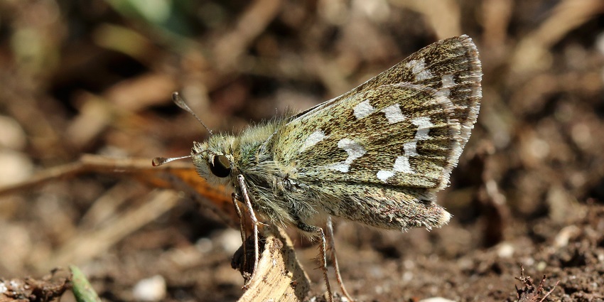 Beautiful mage of a silver-spotted skipper butterfly captured sitting on a bark
