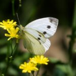 Snapshot of a butterfly taking the nectar from the plant at Butterfly Museum Shillong