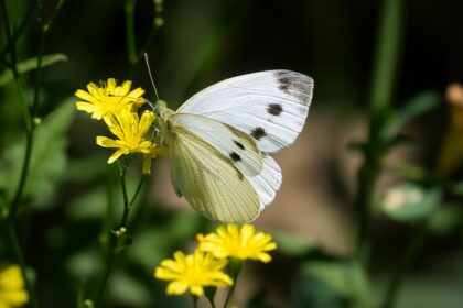 Snapshot of a butterfly taking the nectar from the plant at Butterfly Museum Shillong