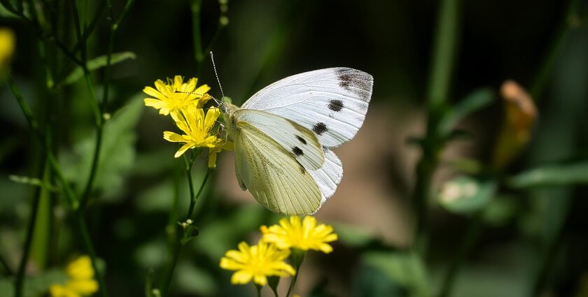 Snapshot of a butterfly taking the nectar from the plant at Butterfly Museum Shillong