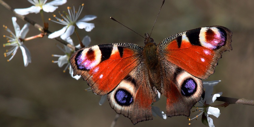 The beautiful snap of a rare red peacock butterfly on a branch trying to eat nectar