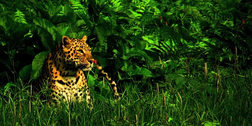 Beautiful image of a royal Bengal tiger sitting in the dense lush forest of the reserve