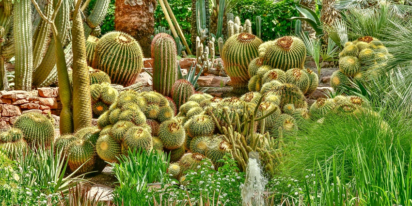 Explore the unique Cactus garden with over 3500 rare species of cacti and succulents.