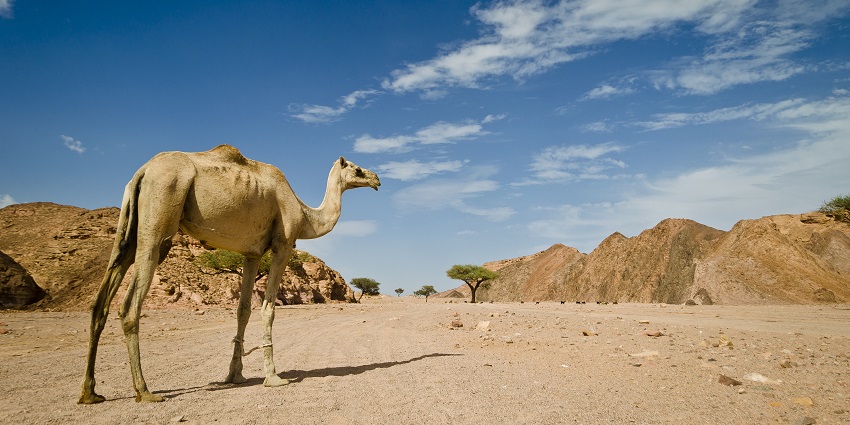 Camel riding renders a serene and enjoyable activity with the camel swaying in the safari Sharjah.