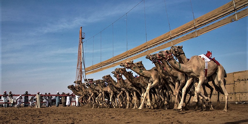This festival organises camel racing, falconry, and saluki dog racing for entertainment.