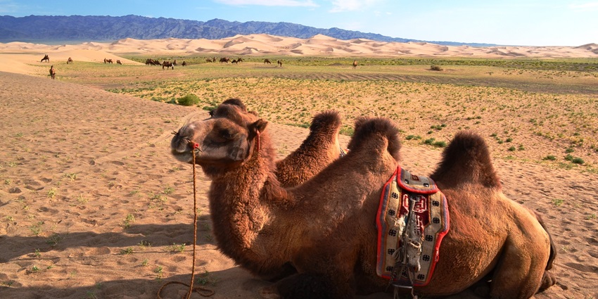 A ride on the camel renders picturesque views amidst the majestic surroundings of the desert.