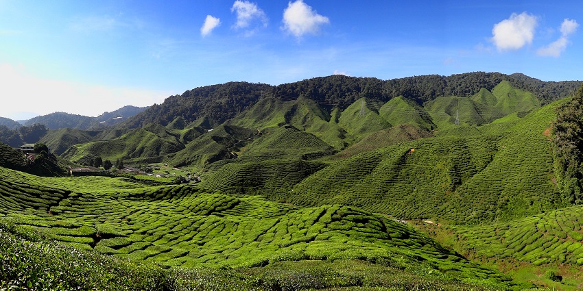 A picture of the lush green tea plantations in Cameron Highlands under a clear blue sky