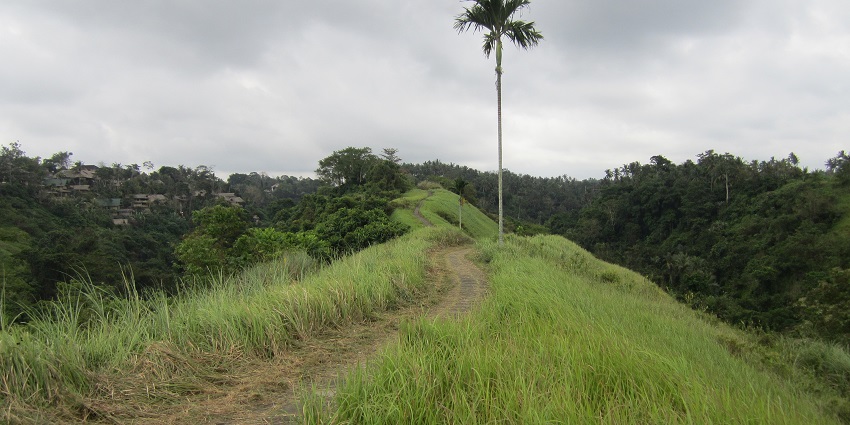 Scenic image of the beautiful Campuhan Ridge walk spot for Trekking in Bali, Indonesia