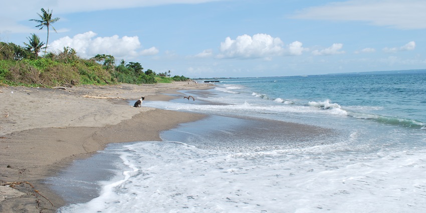 A picture of a cat sitting on the shore of a beach in Canggu enjoying the seaside views